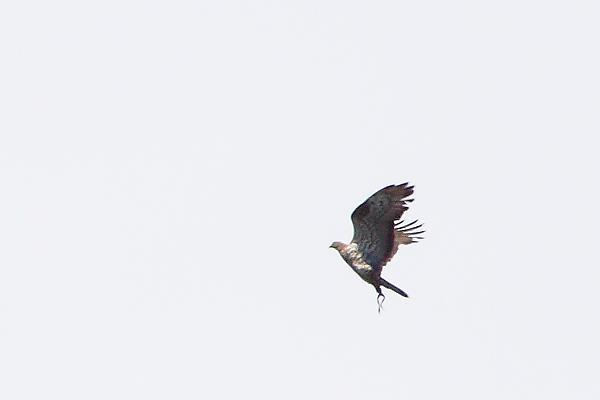 Wespenbussard - 09.07.2009