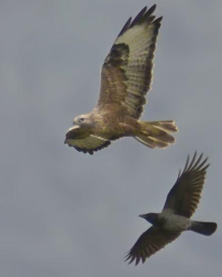 Adlerbussard - 06.10.2019