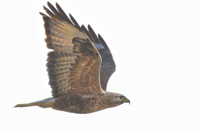 Adlerbussard - 12.01.2020