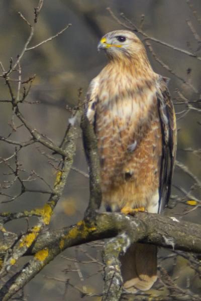 Adlerbussard - 13.02.2020