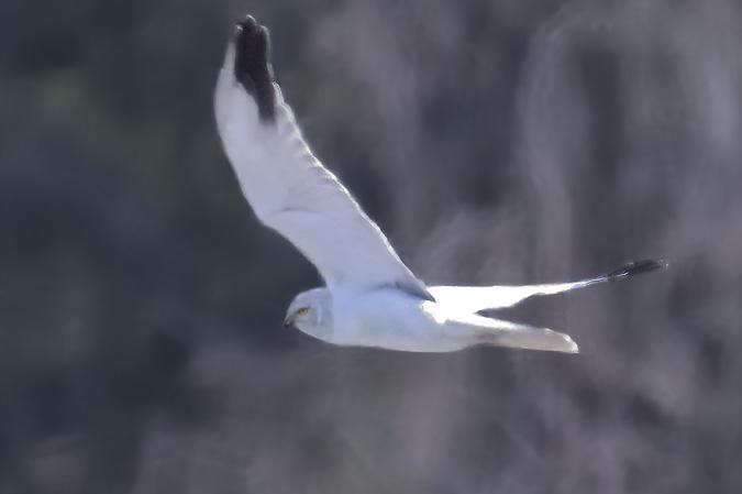 Steppenweihe - 23.03.2020