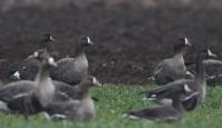 21. BIRDERSMS-Treffen Seewinkel/Parndorfer Platte am 15.02.2014