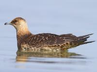 20. BIRDERSMS-Treffen Seewinkel/Parndorfer Platte am 07.09.2013