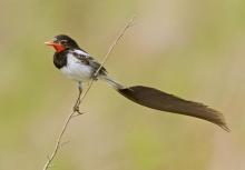 Profile picture for user Klaus Cerjak